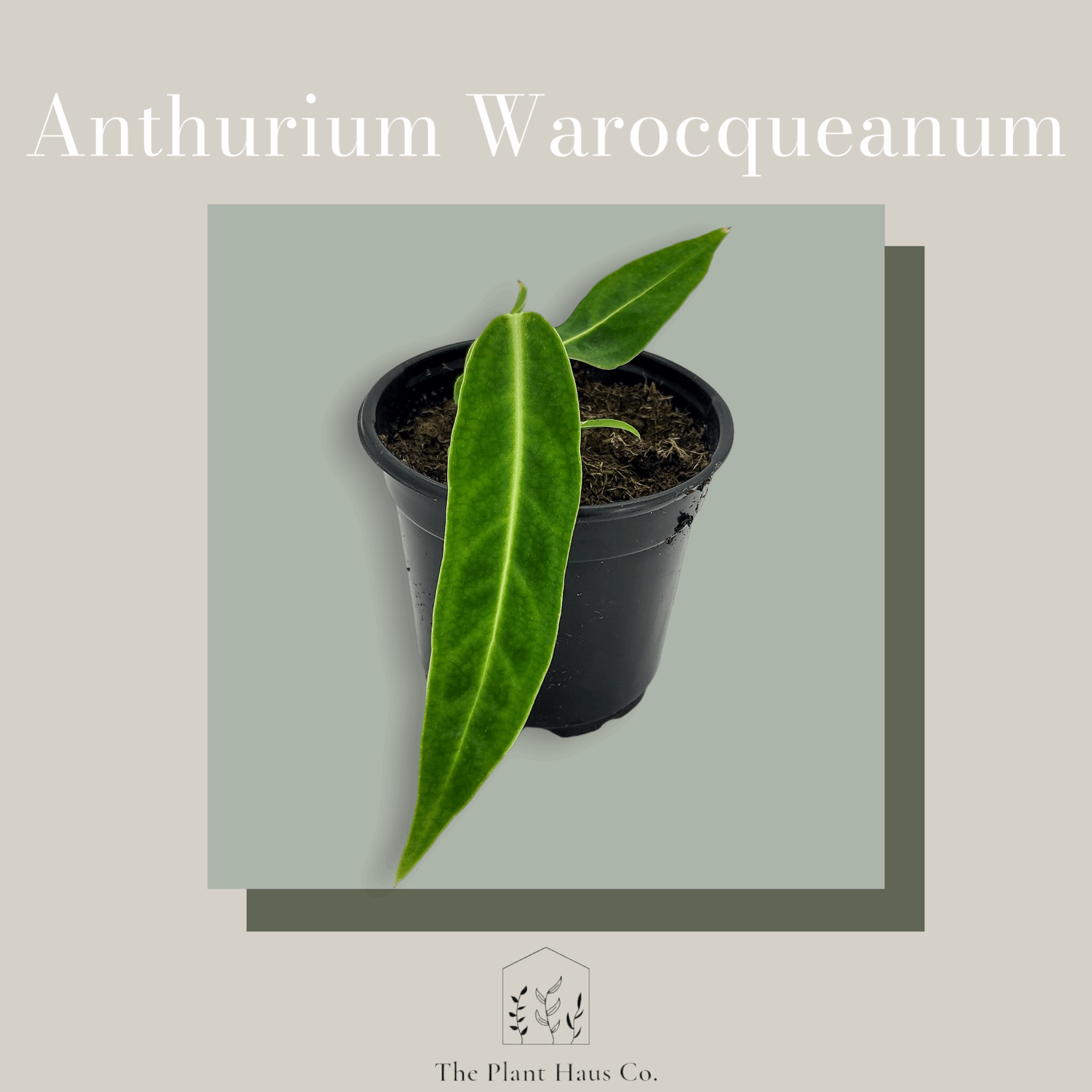 Anthurium Warocqueanum 'Queen Anthurium'