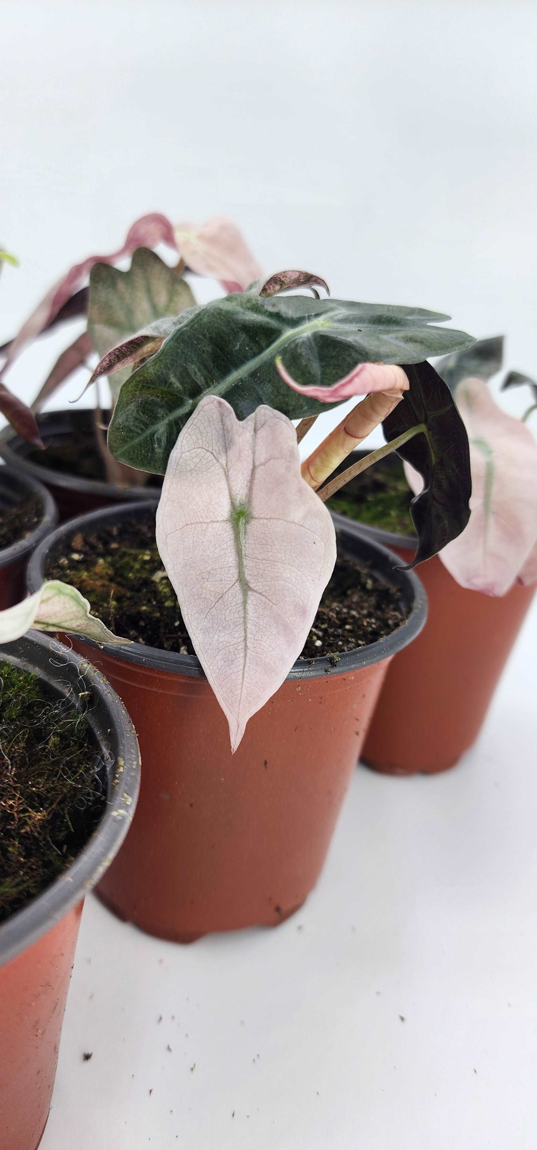 Alocasia Polly Pink Variegated