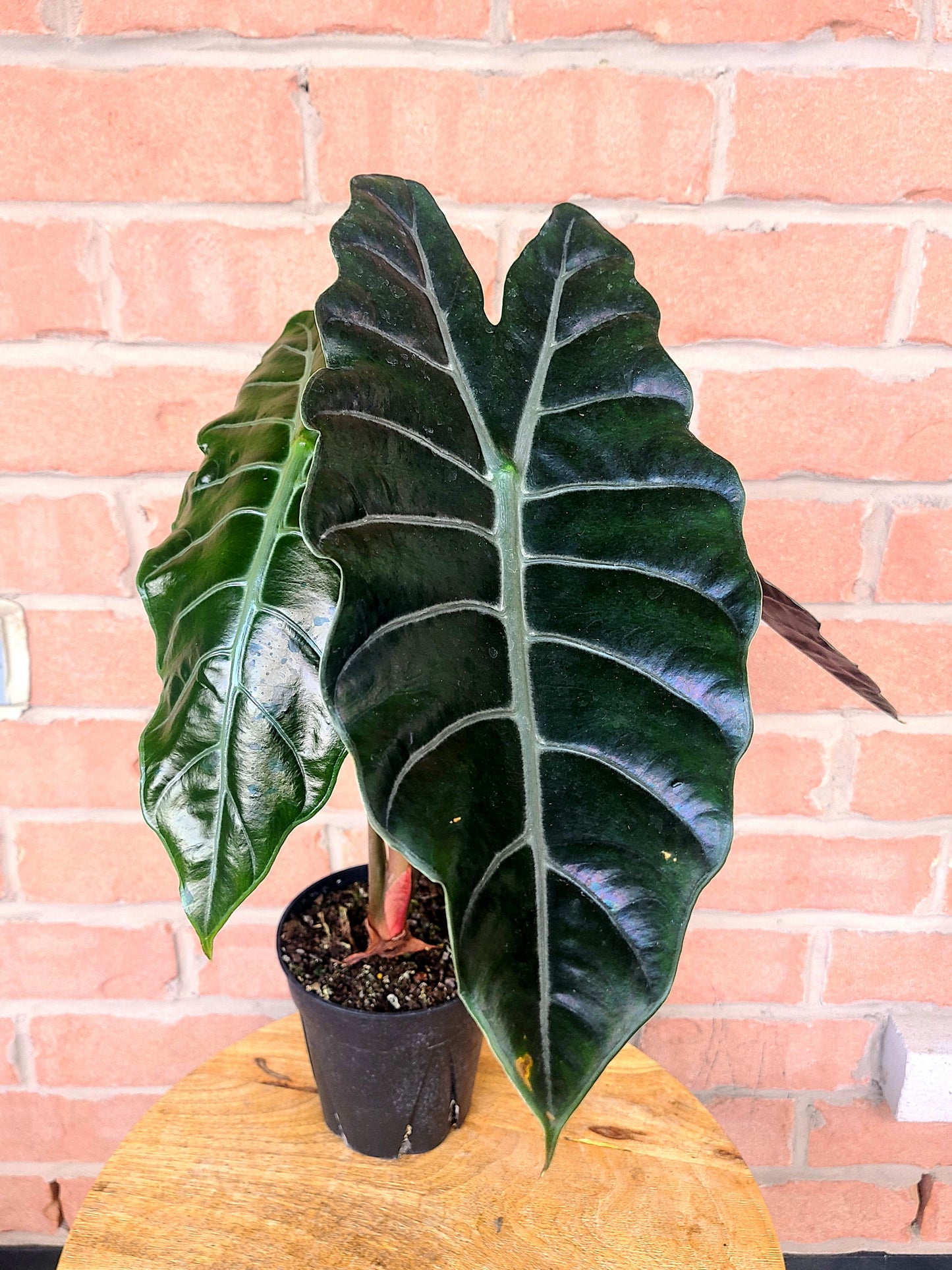 Alocasia Chantrieri