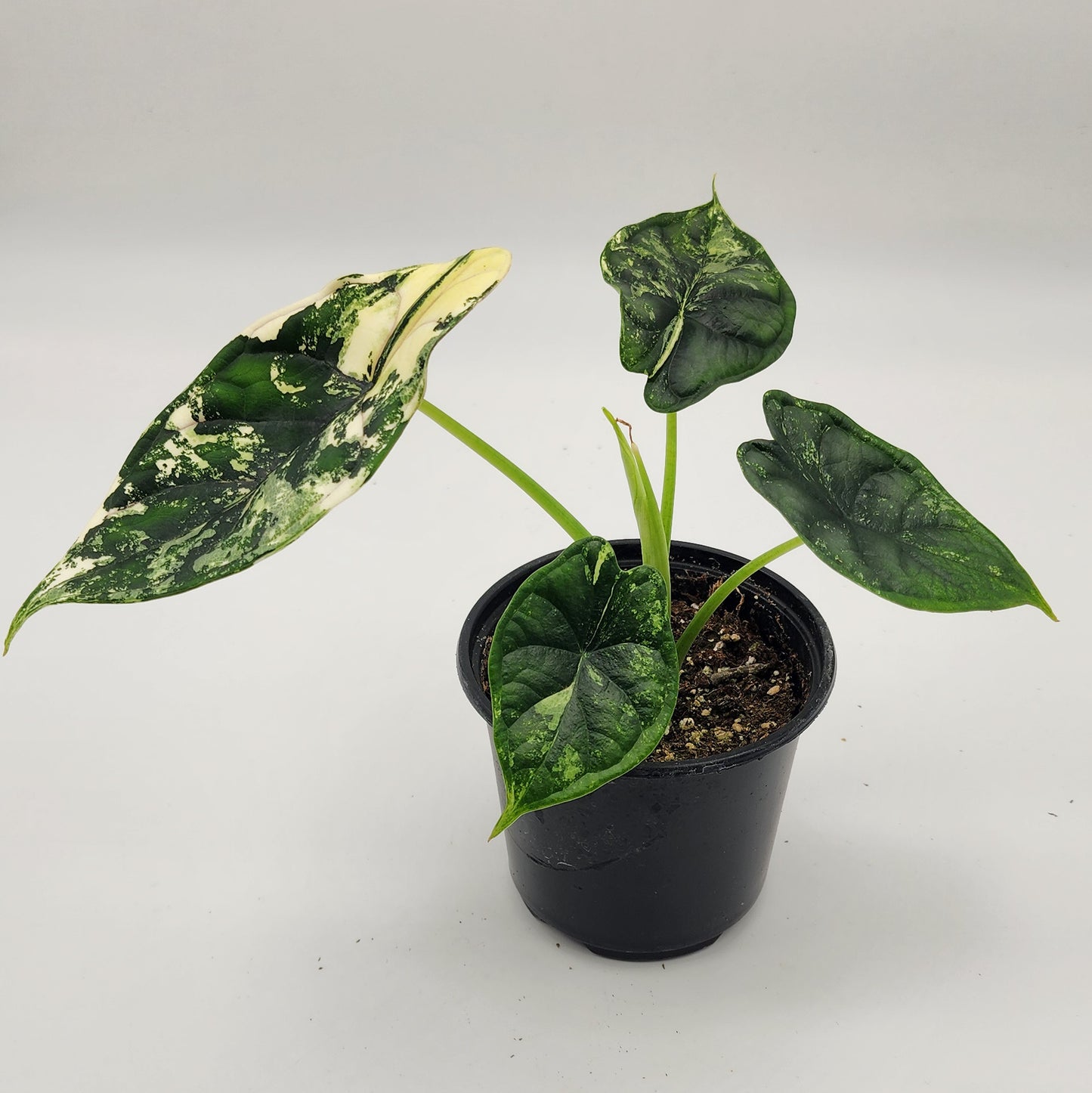 Alocasia Dragon Scale Albo Variegated