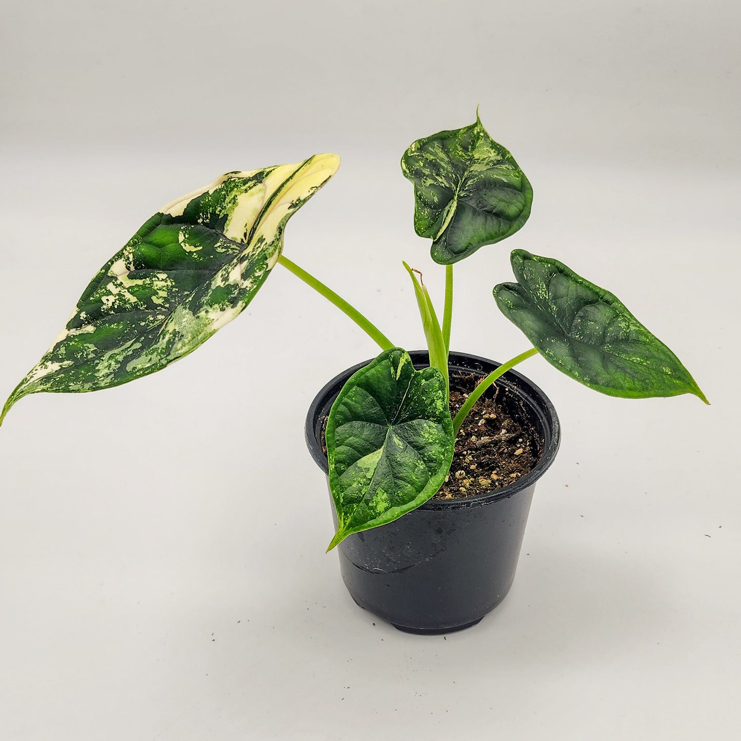 Alocasia Dragon Scale Albo Variegated