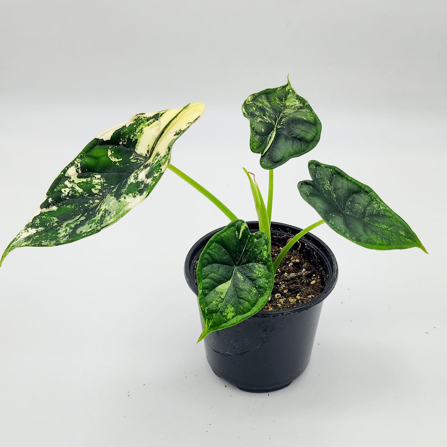 Alocasia Dragon Scale Albo Variegated