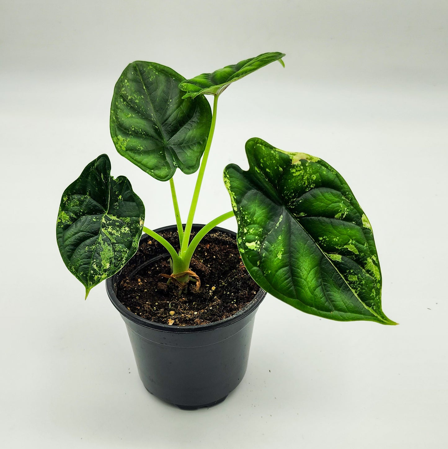 Alocasia Dragon Scale Albo Variegated