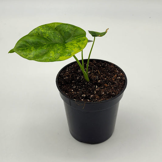 Alocasia Sinuata Variegated