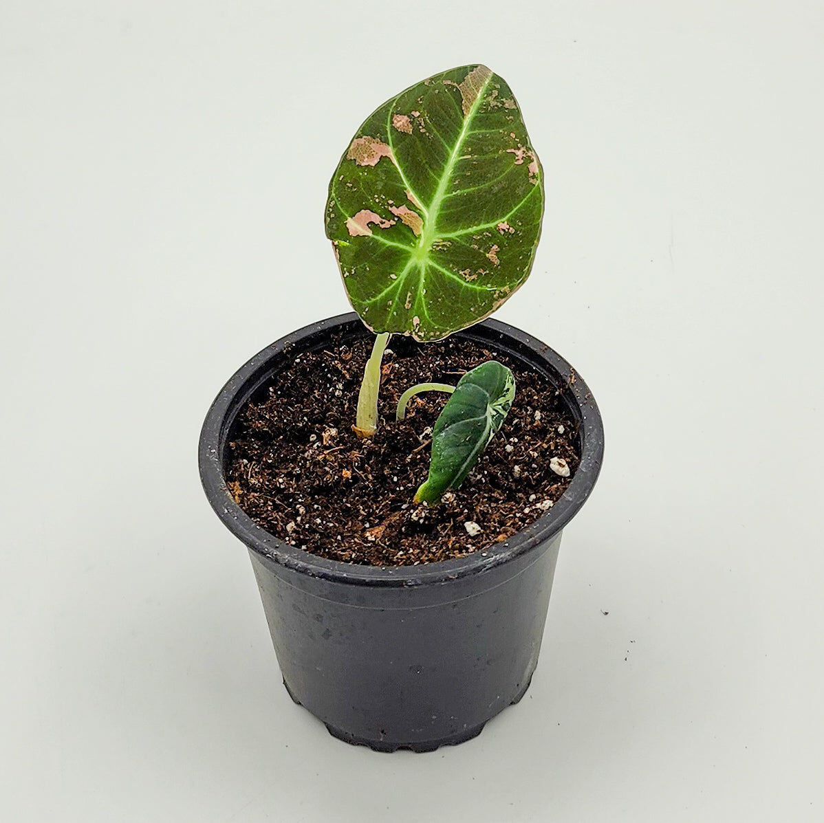 Alocasia Black Velvet Pink Variegated