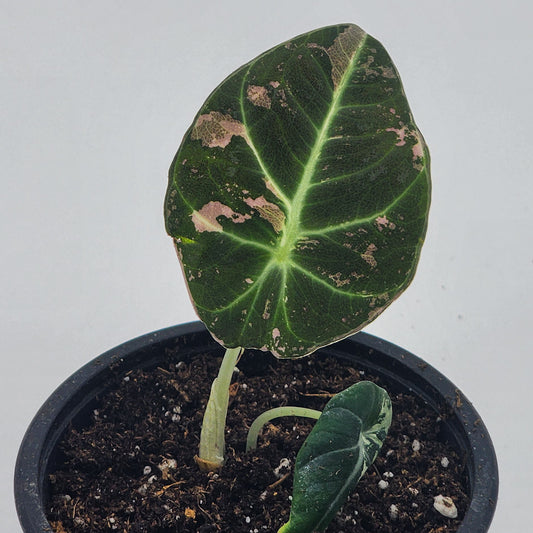 Alocasia Black Velvet Pink Variegated