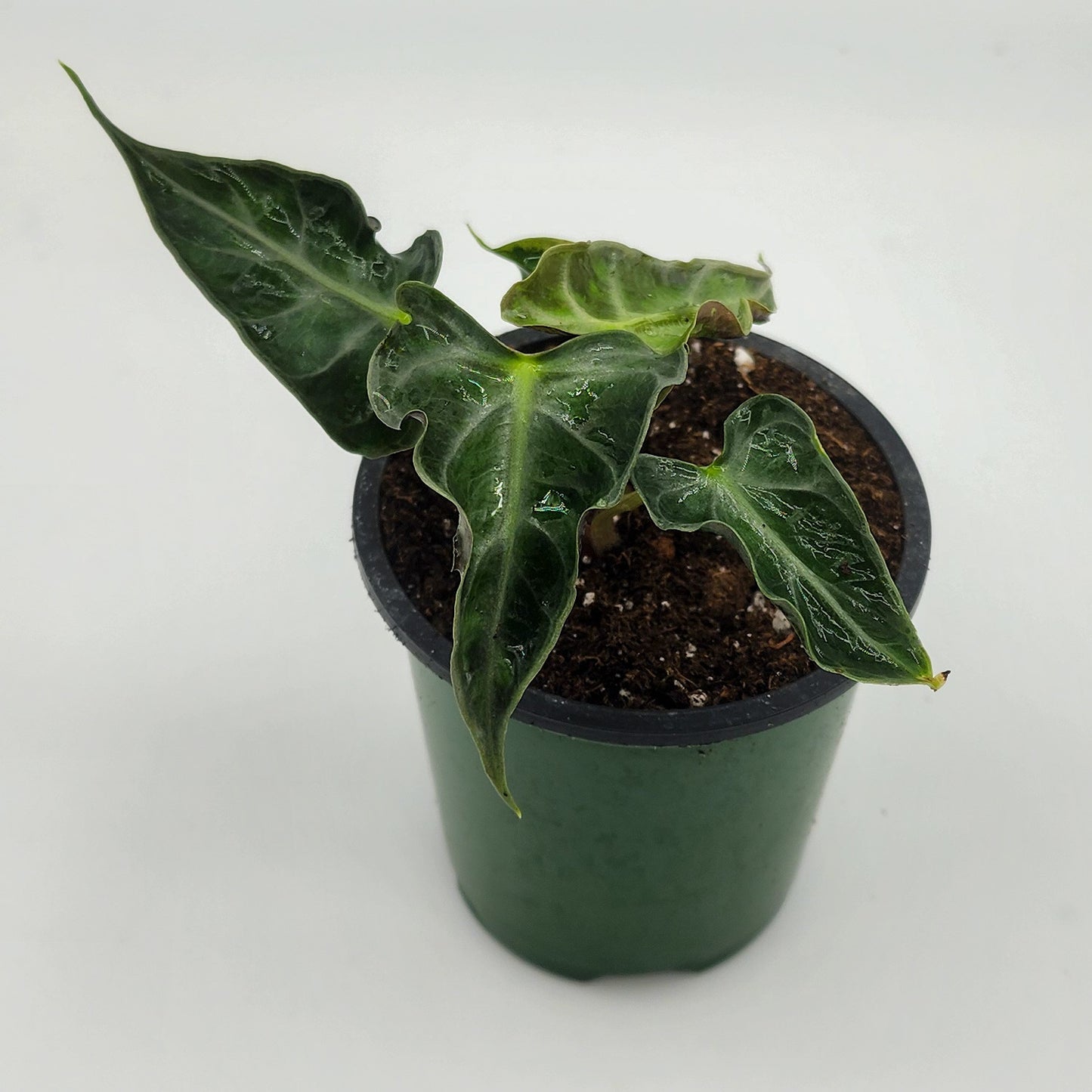 Alocasia Loco