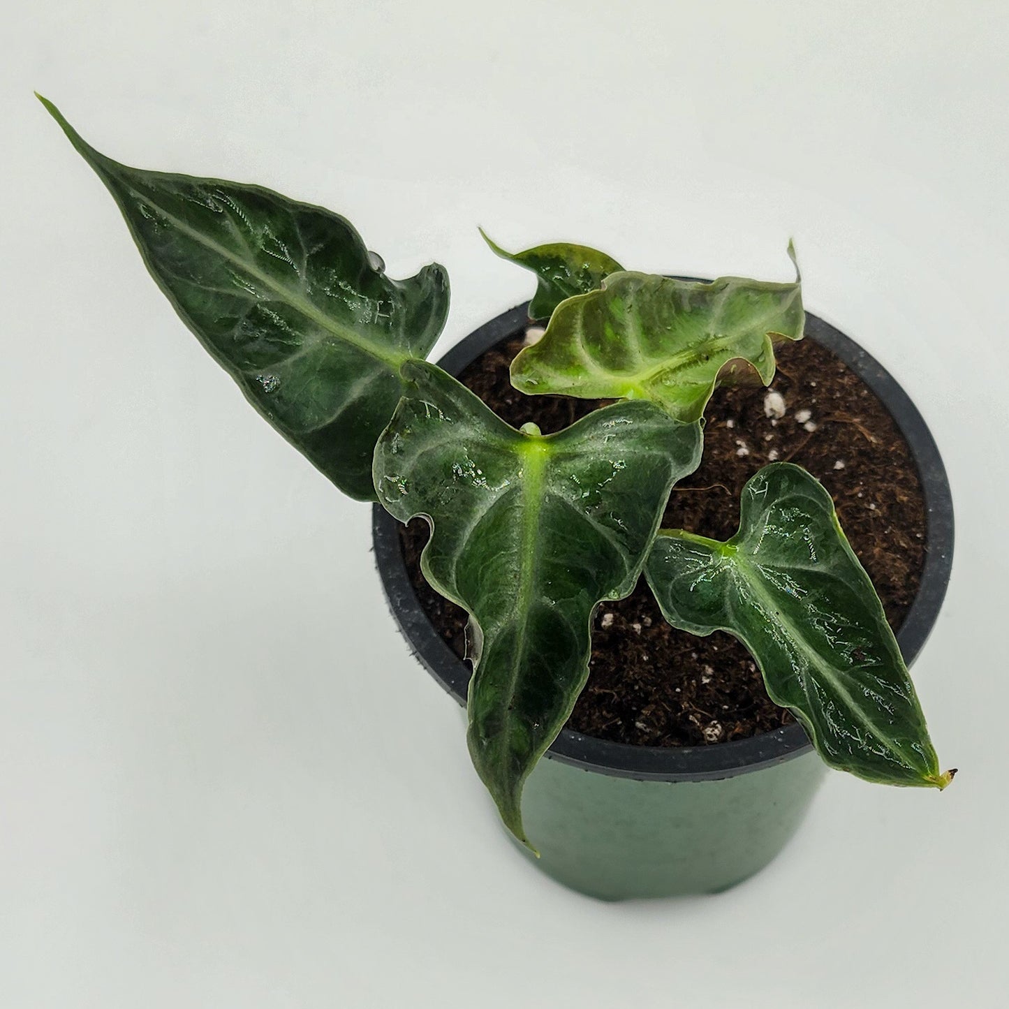 Alocasia Loco