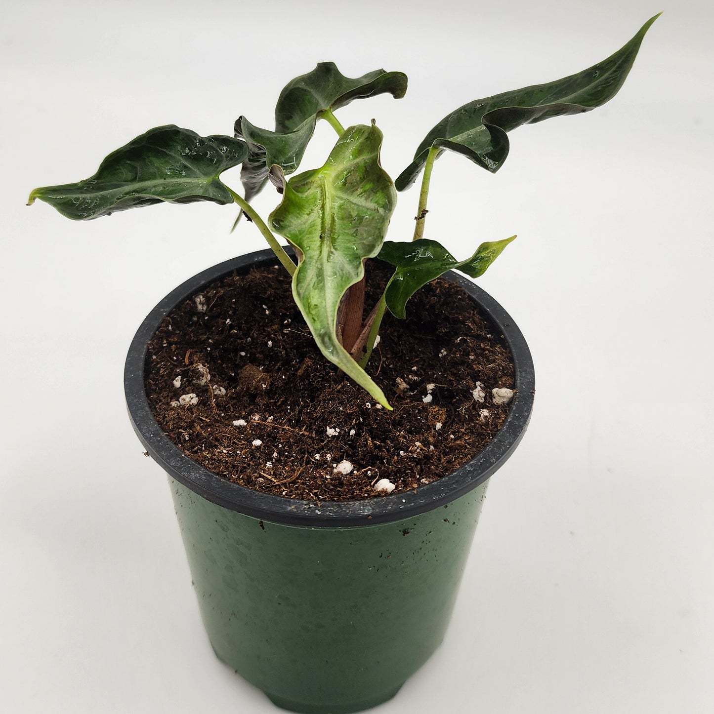 Alocasia Loco