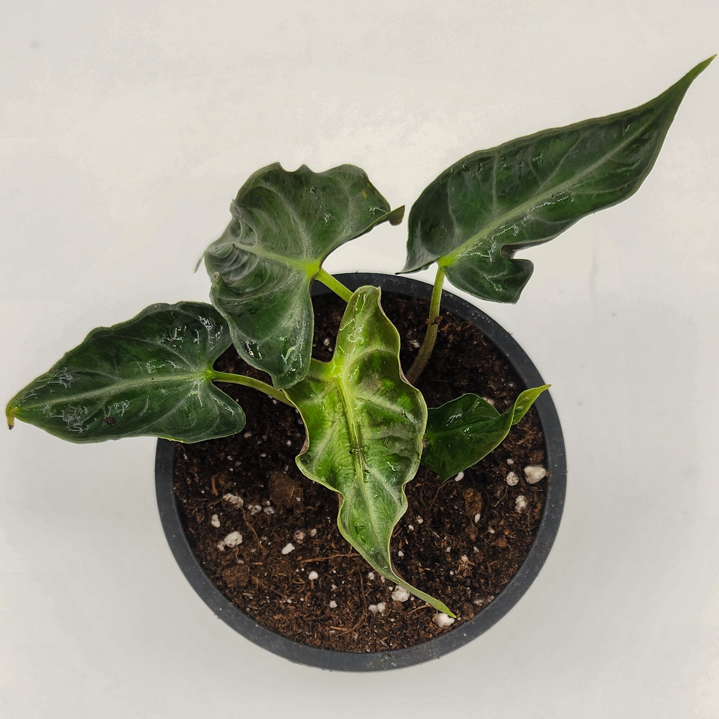 Alocasia Loco