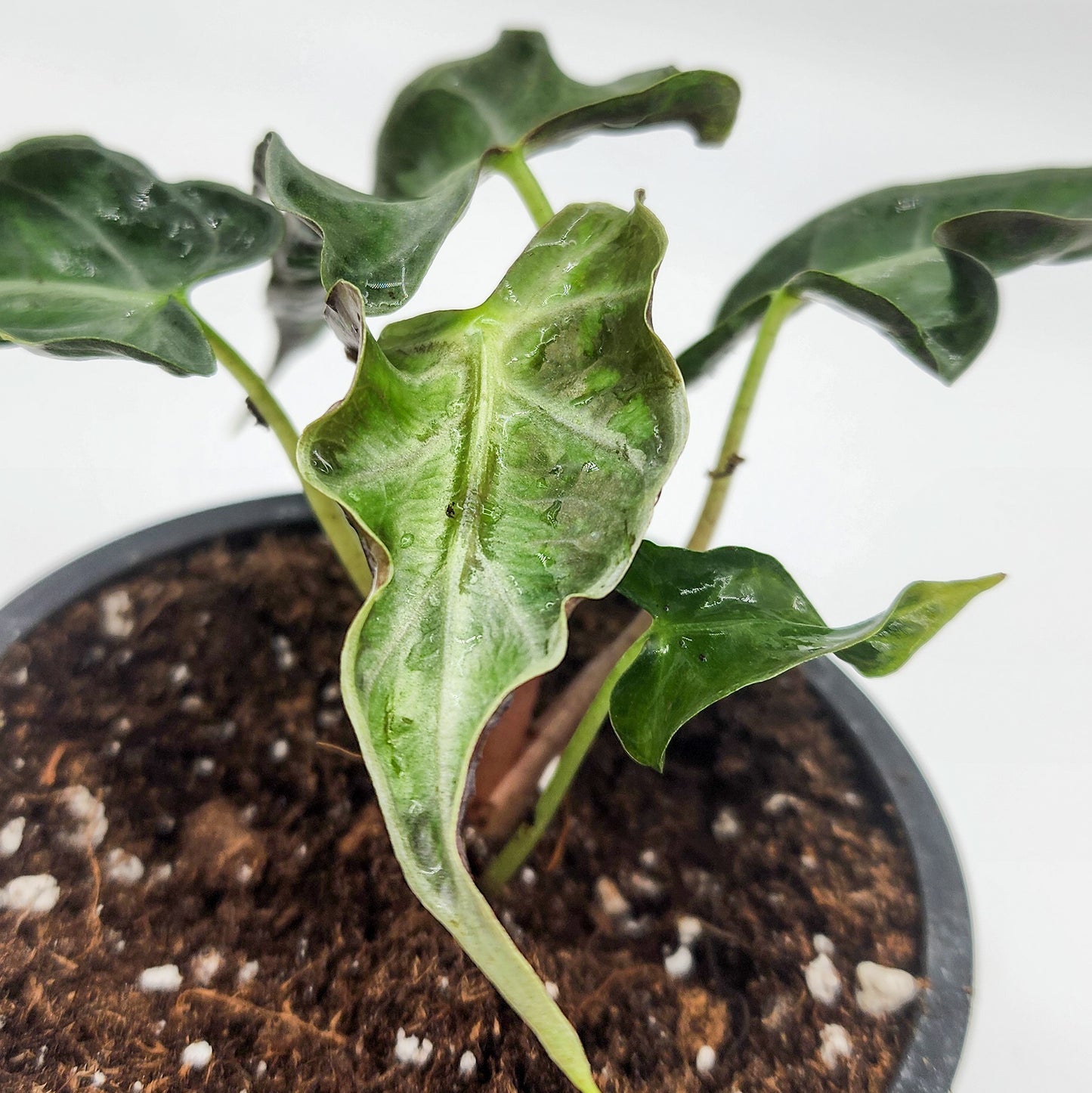 Alocasia Loco