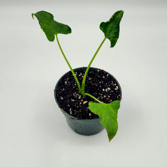 Alocasia Triangularis