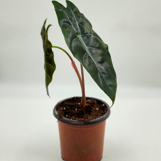 Alocasia Chantrieri