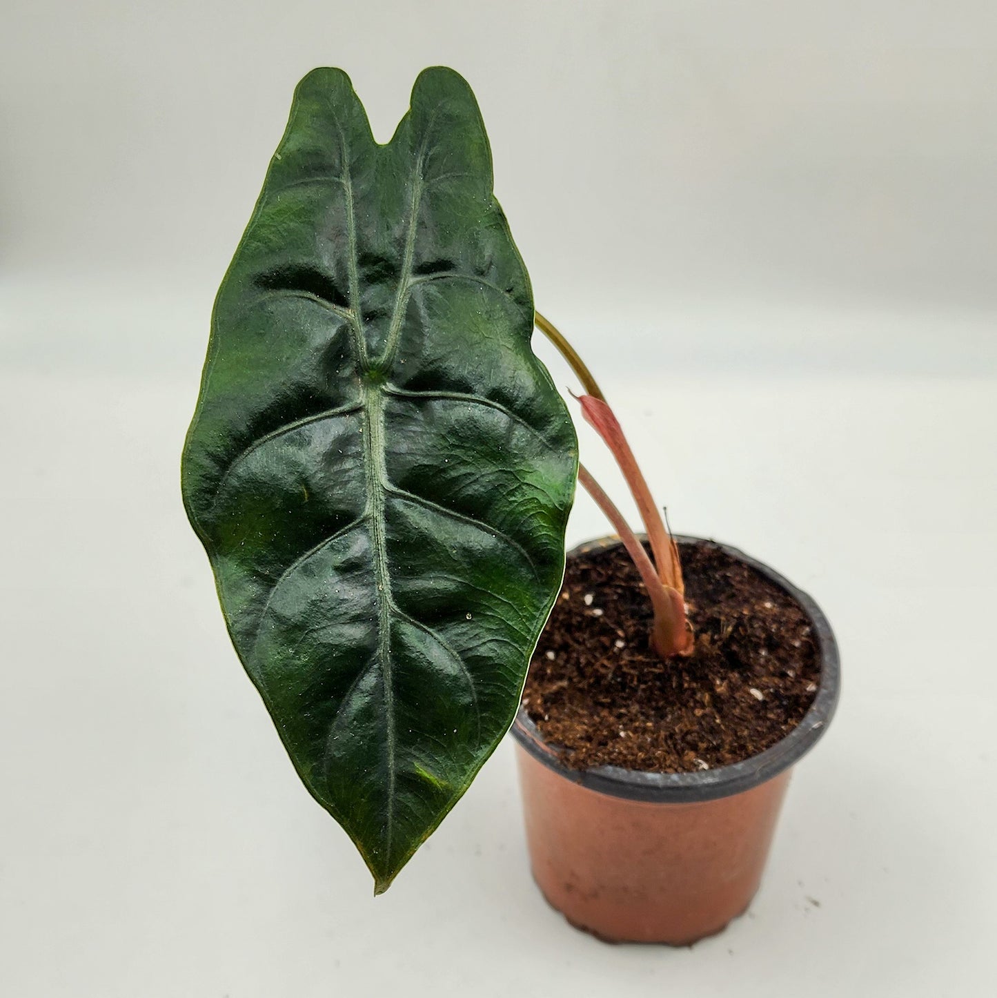 Alocasia Chantrieri