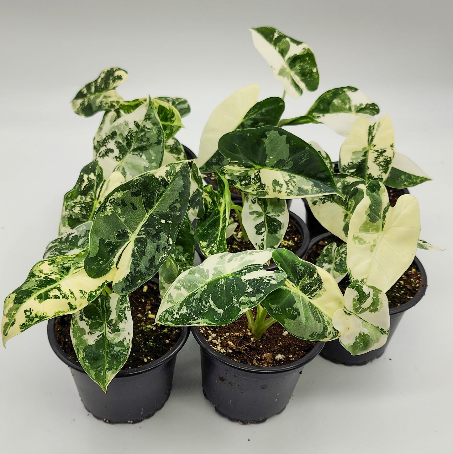 Alocasia Frydek Variegated