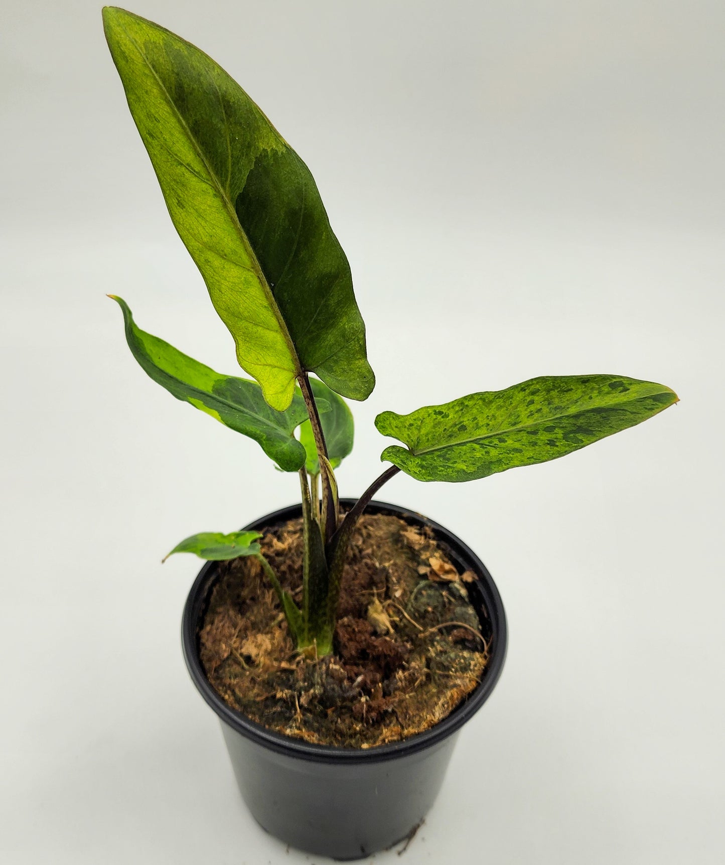 Alocasia Lauterbachiana Variegated