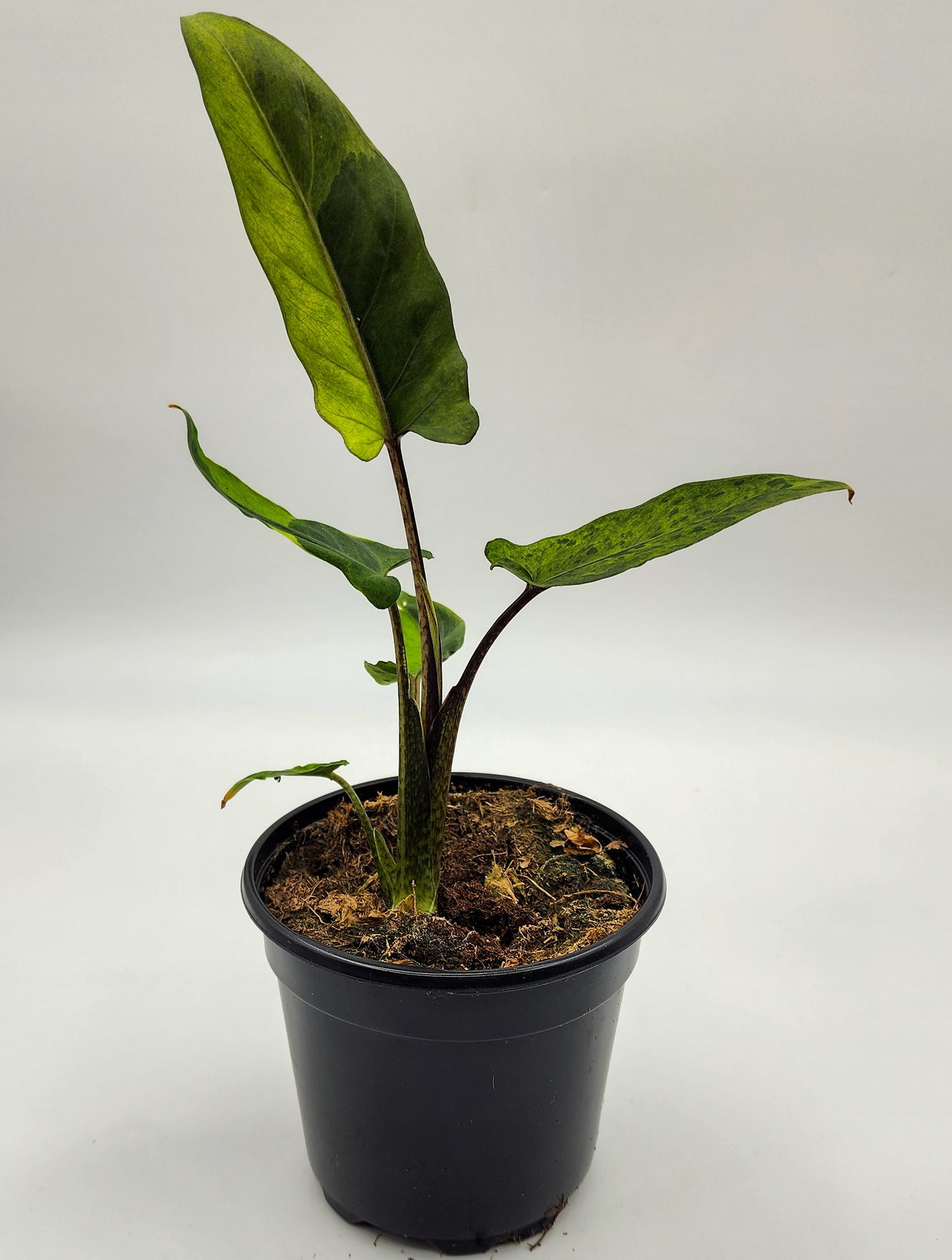 Alocasia Lauterbachiana Variegated