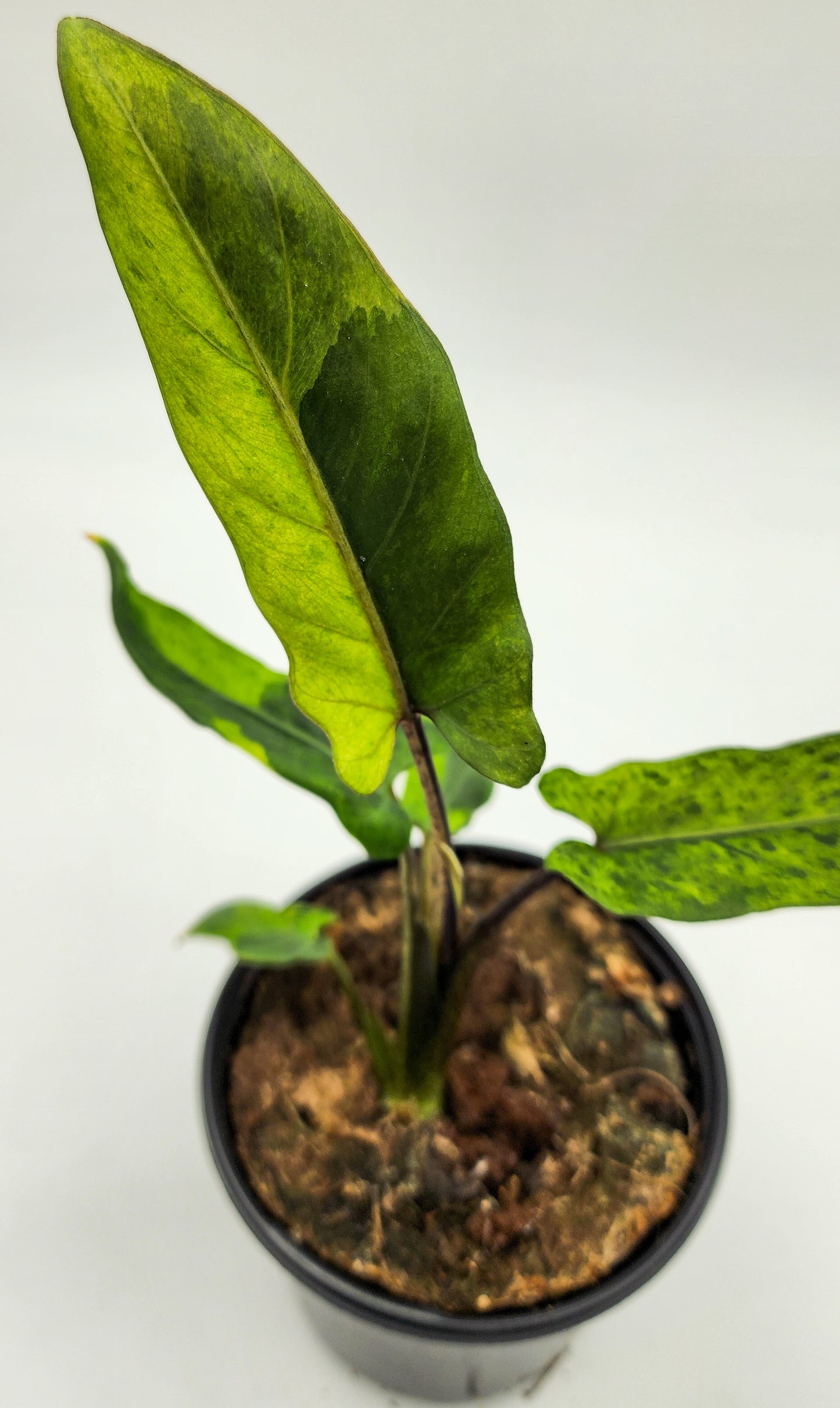 Alocasia Lauterbachiana Variegated