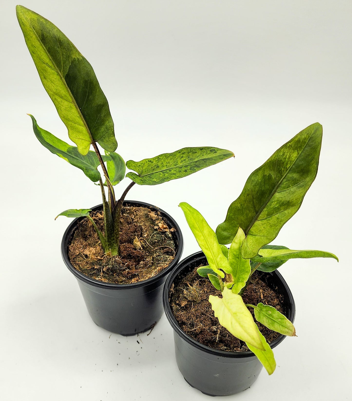 Alocasia Lauterbachiana Variegated