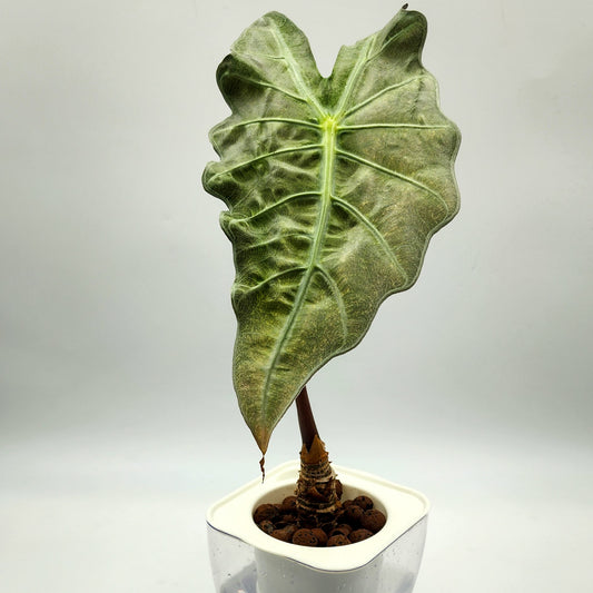 Alocasia Polly Mint Variegated