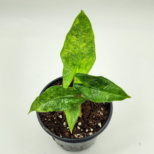 Alocasia Sulawesi "Green Carpet" Variegated