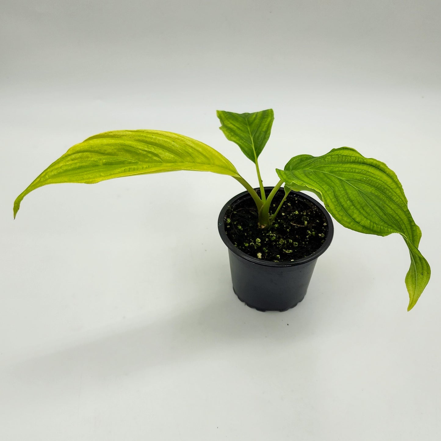 Tacca Chantrieri "White Bat Plant"