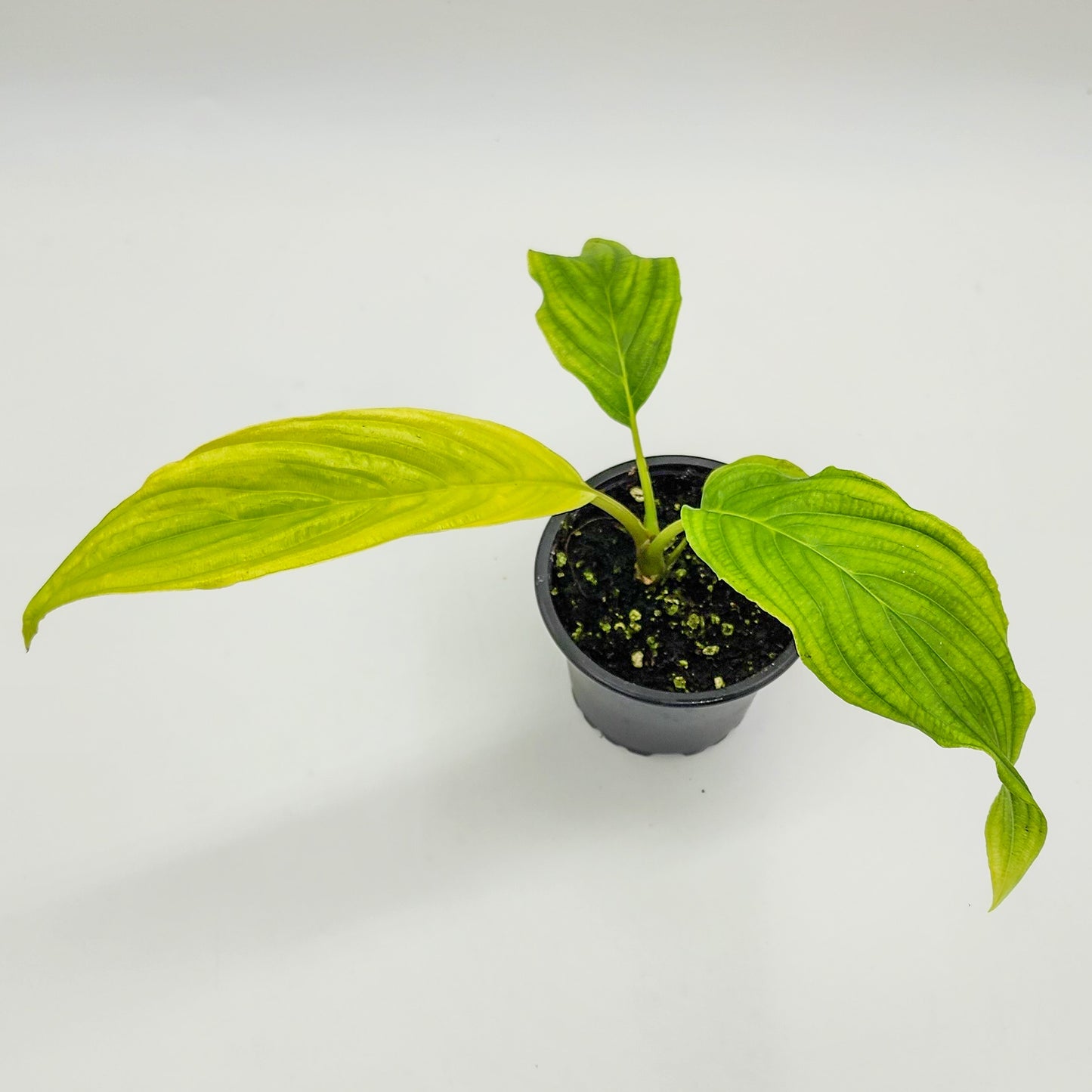 Tacca Chantrieri "White Bat Plant"