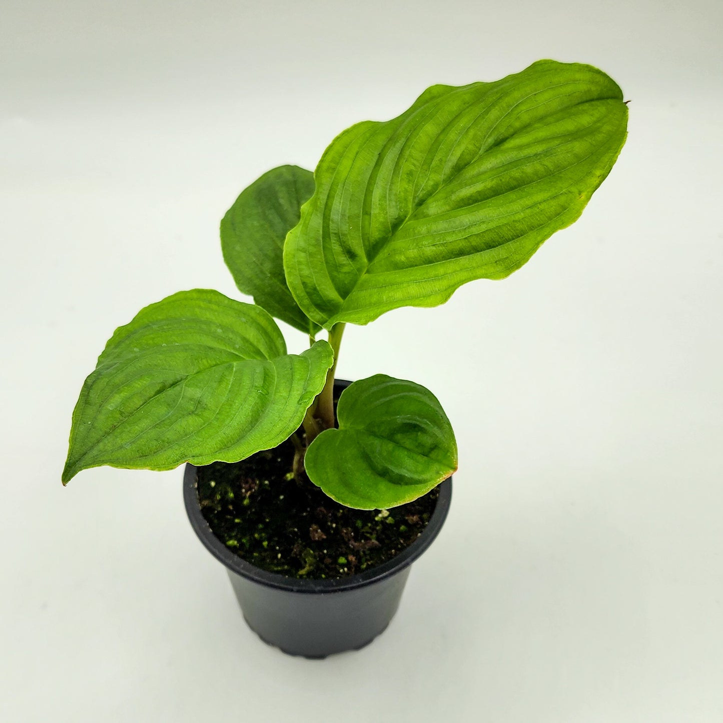 Tacca Chantrieri "Black Bat Plant"