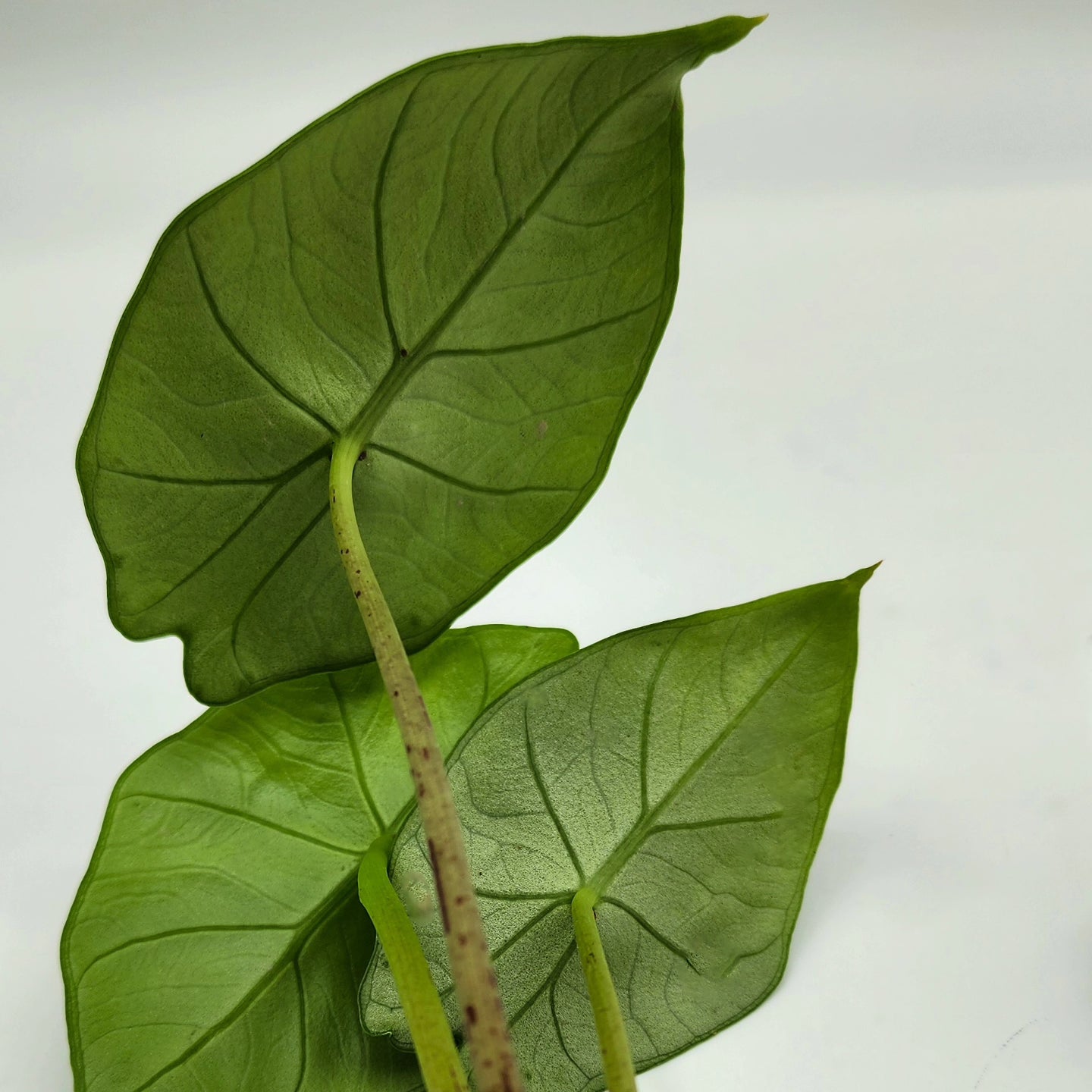 Alocasia Blue Dragon