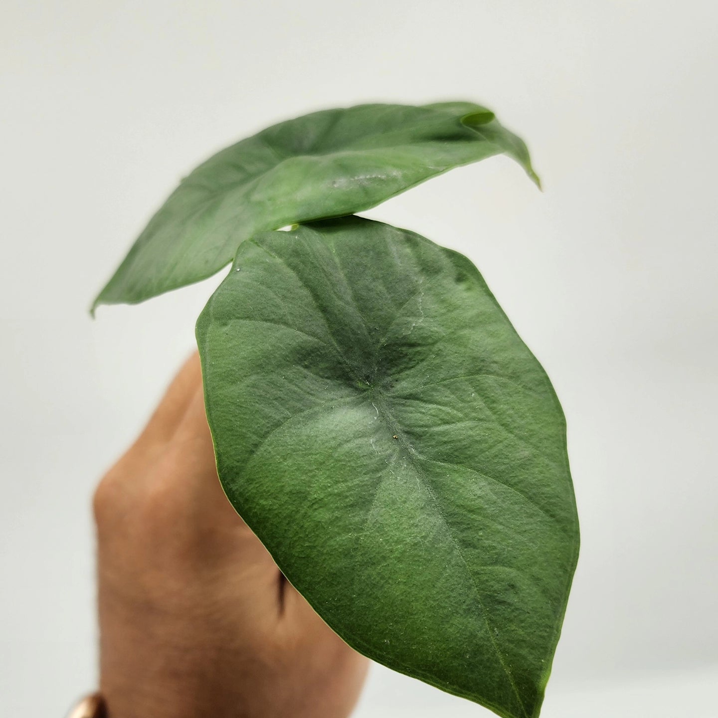 Alocasia Blue Dragon