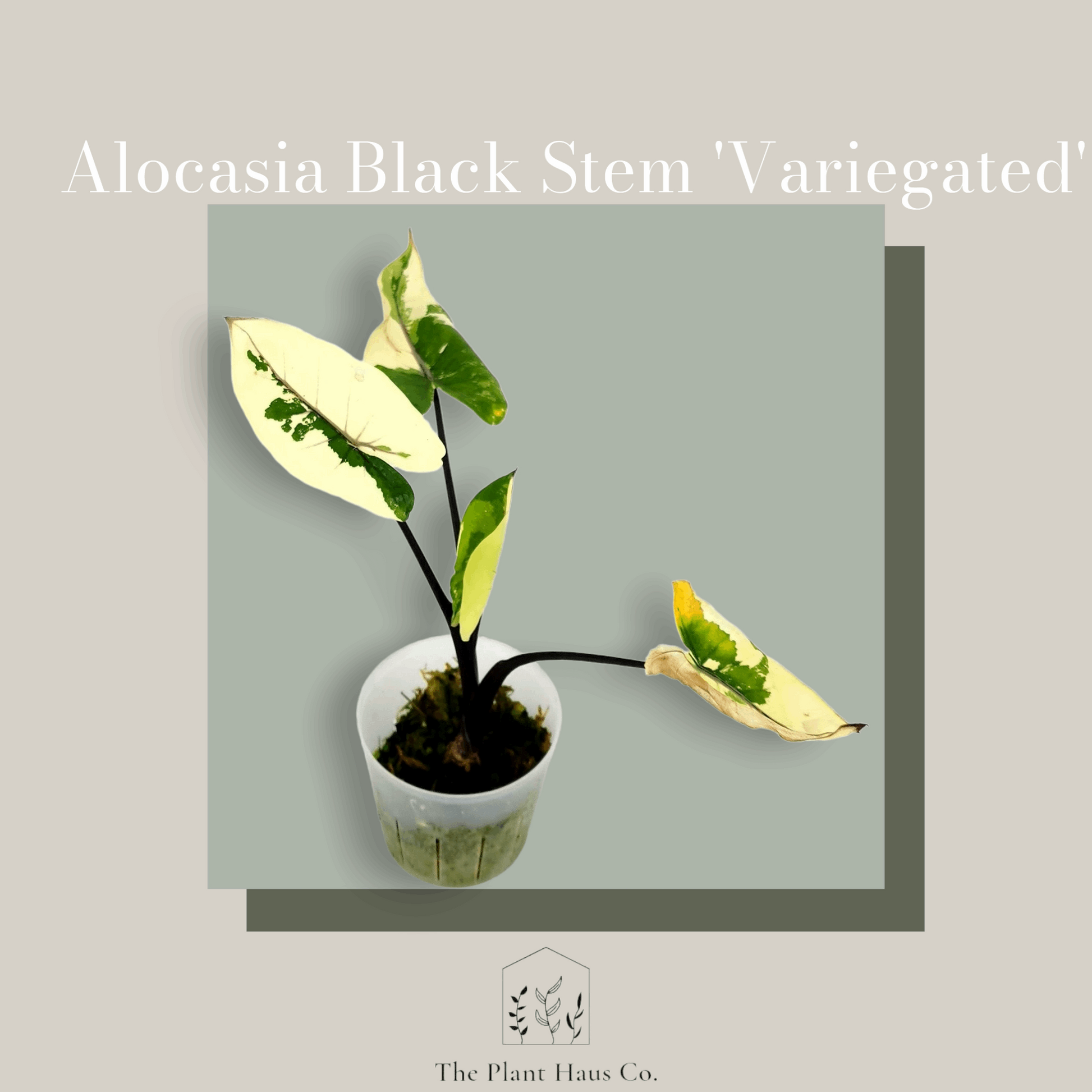 Alocasia Black Stem Albo Variegated