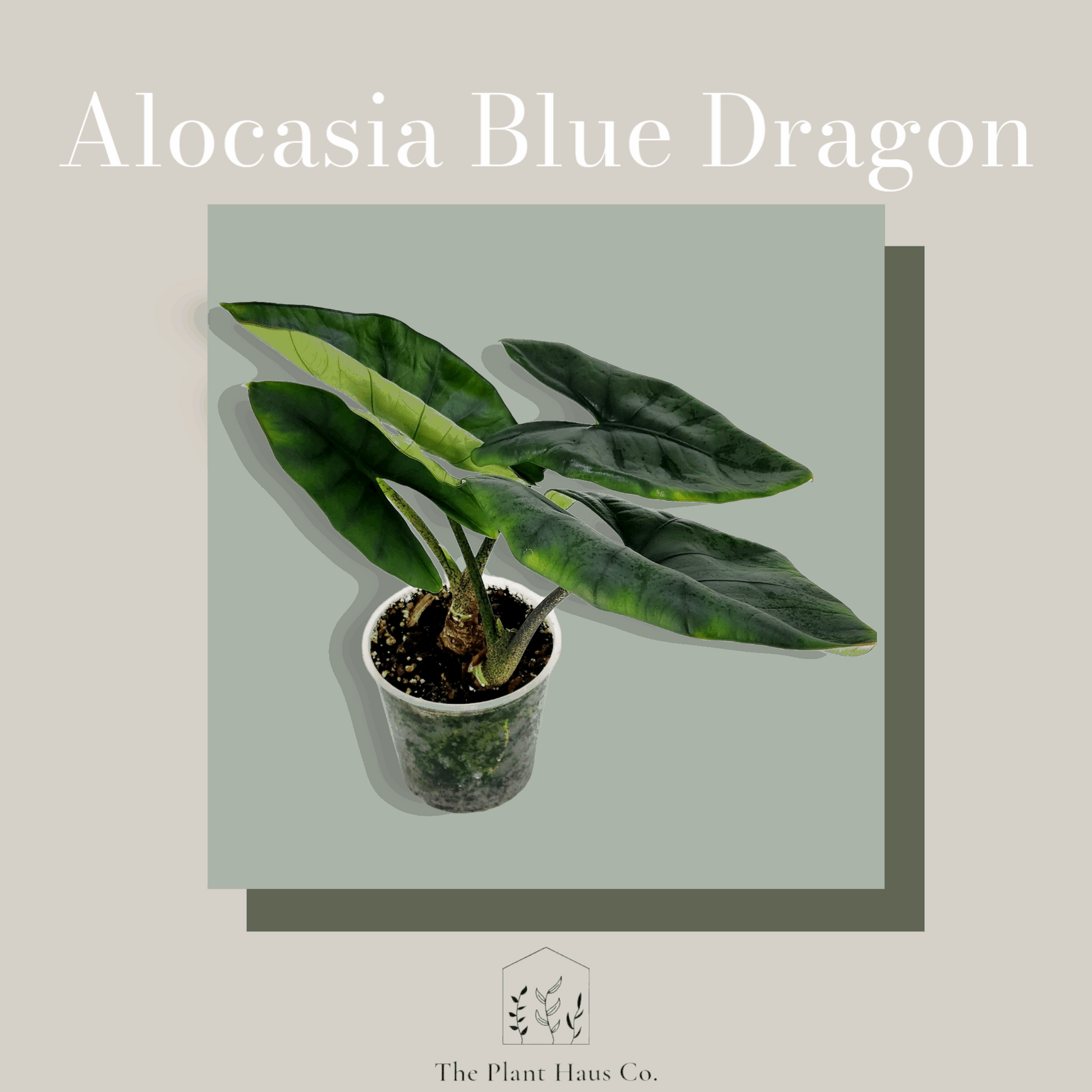 Alocasia Blue Dragon