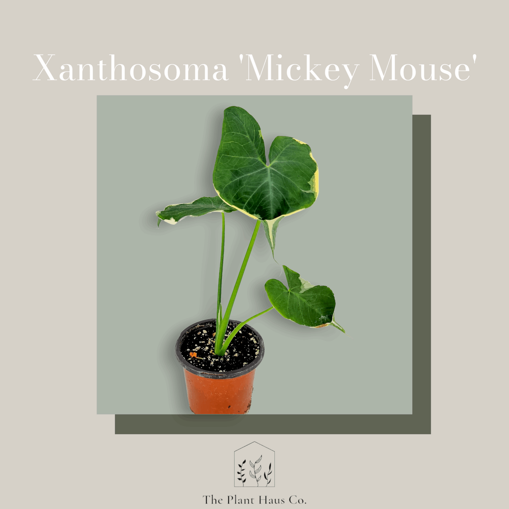 Alocasia Mickey Mouse 'Xanthosoma Albo Variegata'