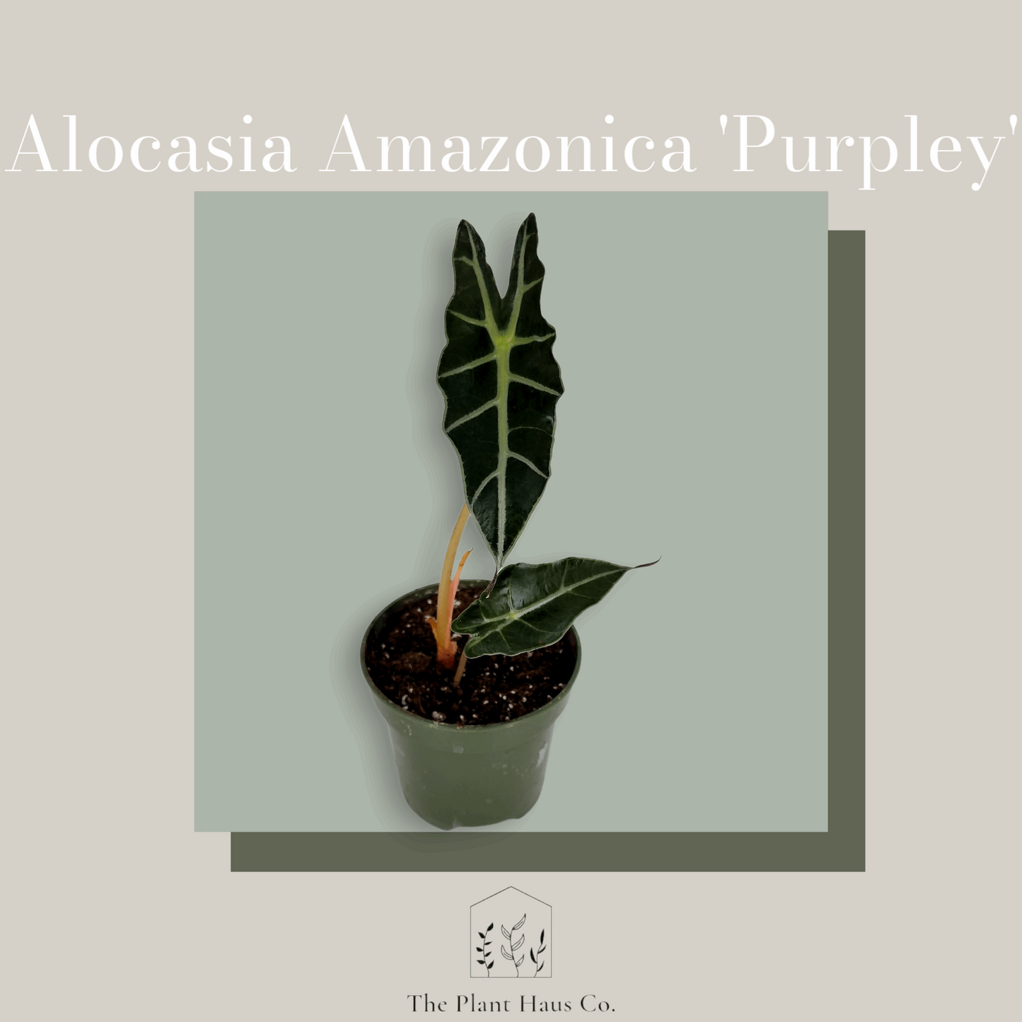 Alocasia Amazonica 'Purply'