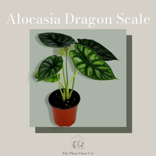 Alocasia Dragon Scale