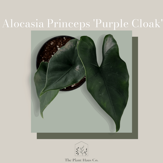 Alocasia Princeps 'Purple Cloak