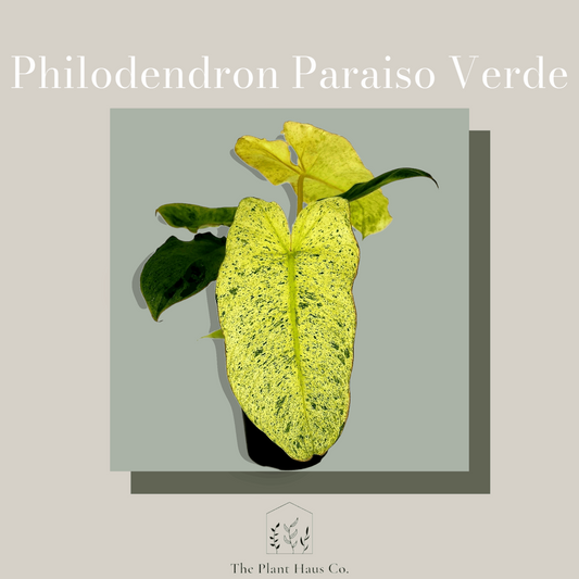 Philodendron Paraiso Verde