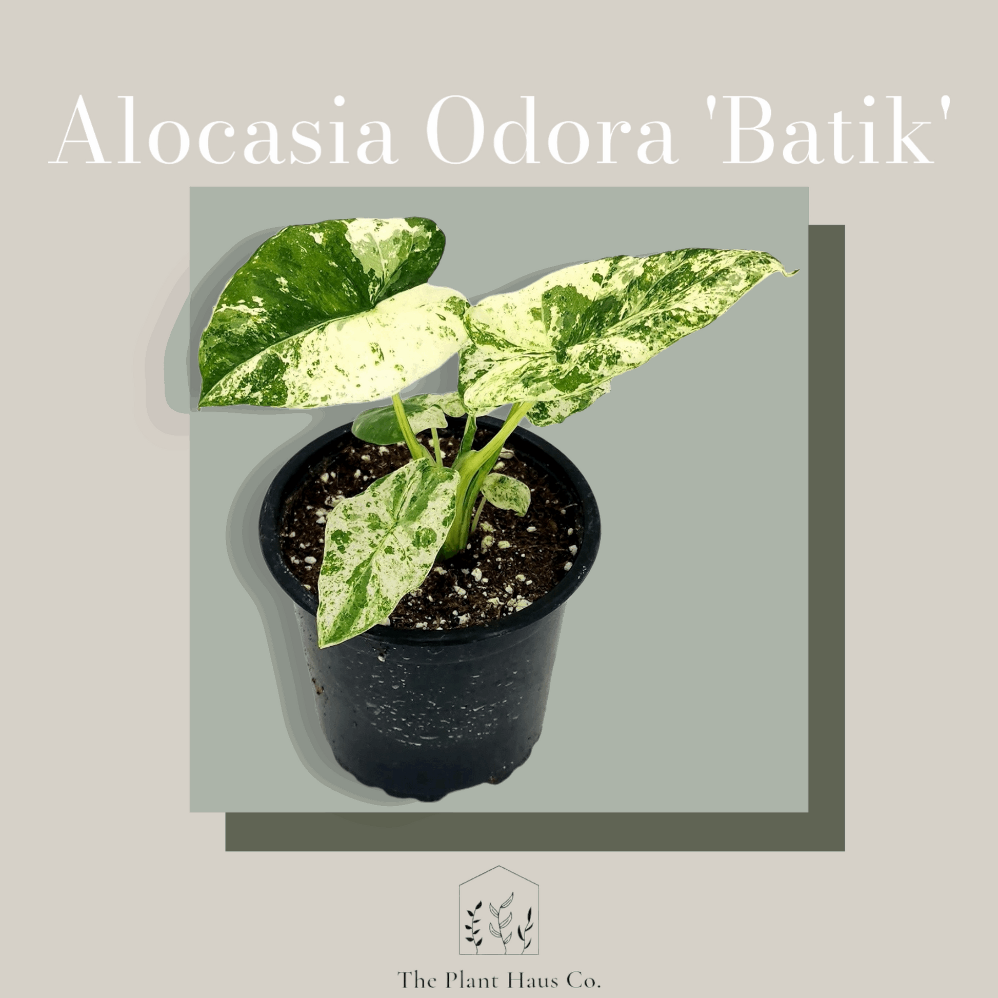 Alocasia Odora Batik