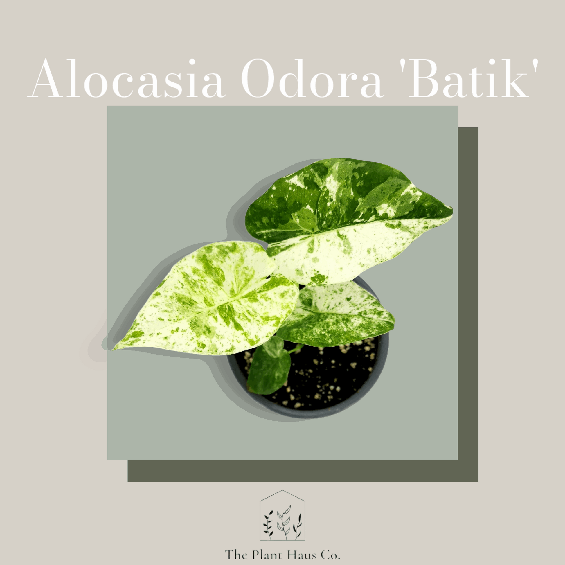 Alocasia Odora Batik