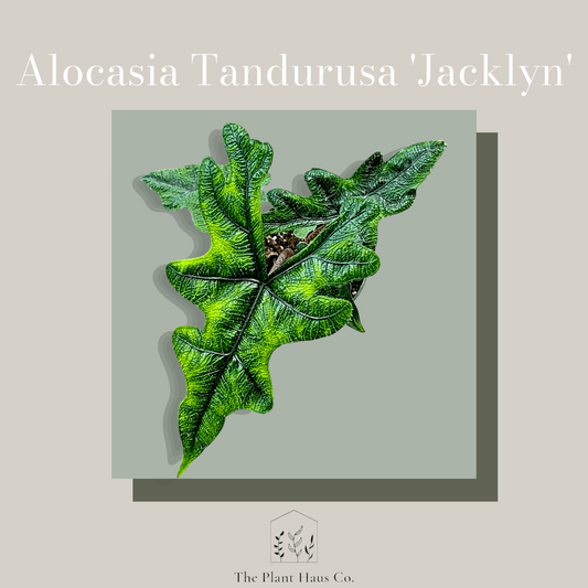 Alocasia Tandurusa Jacklyn