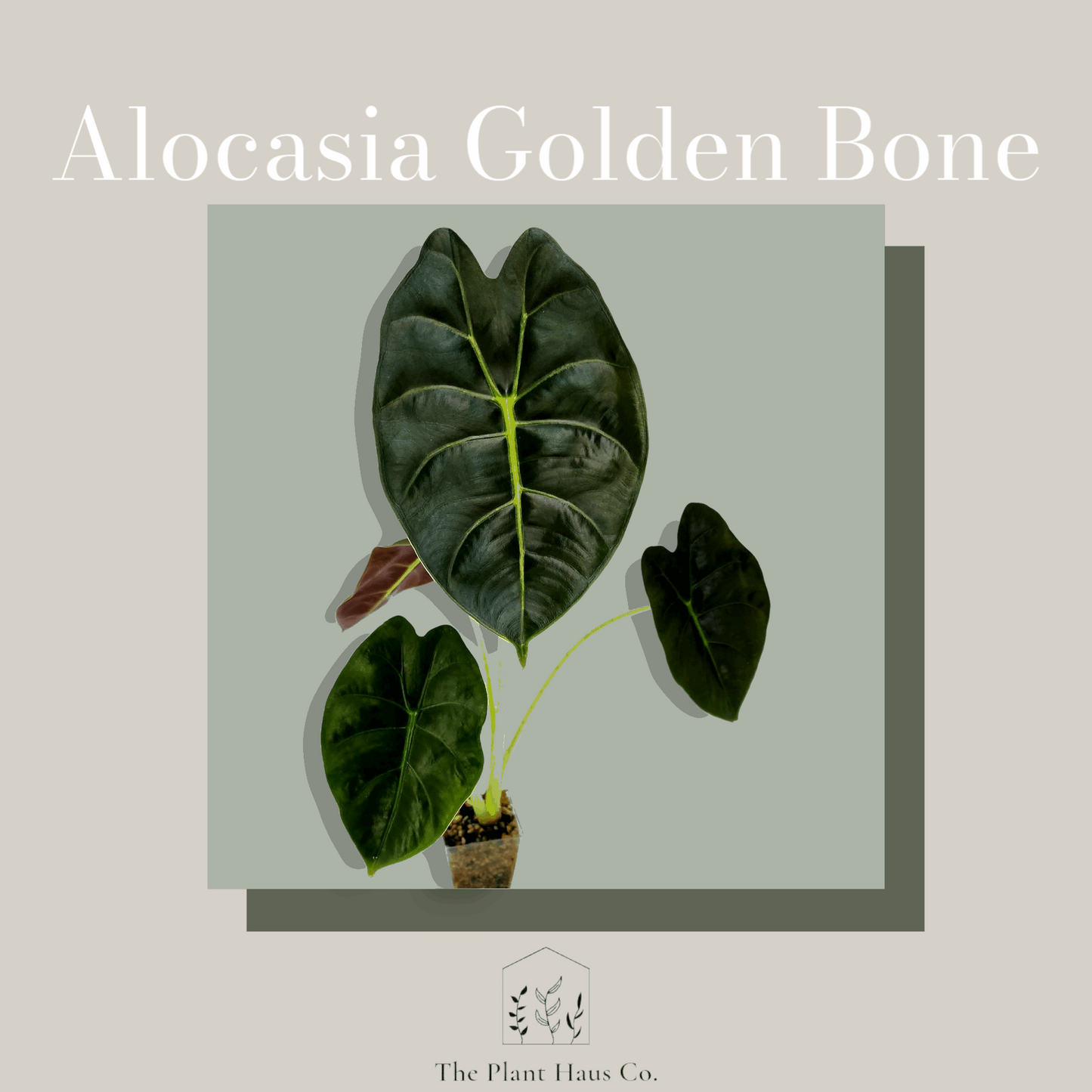 Alocasia Golden Bone