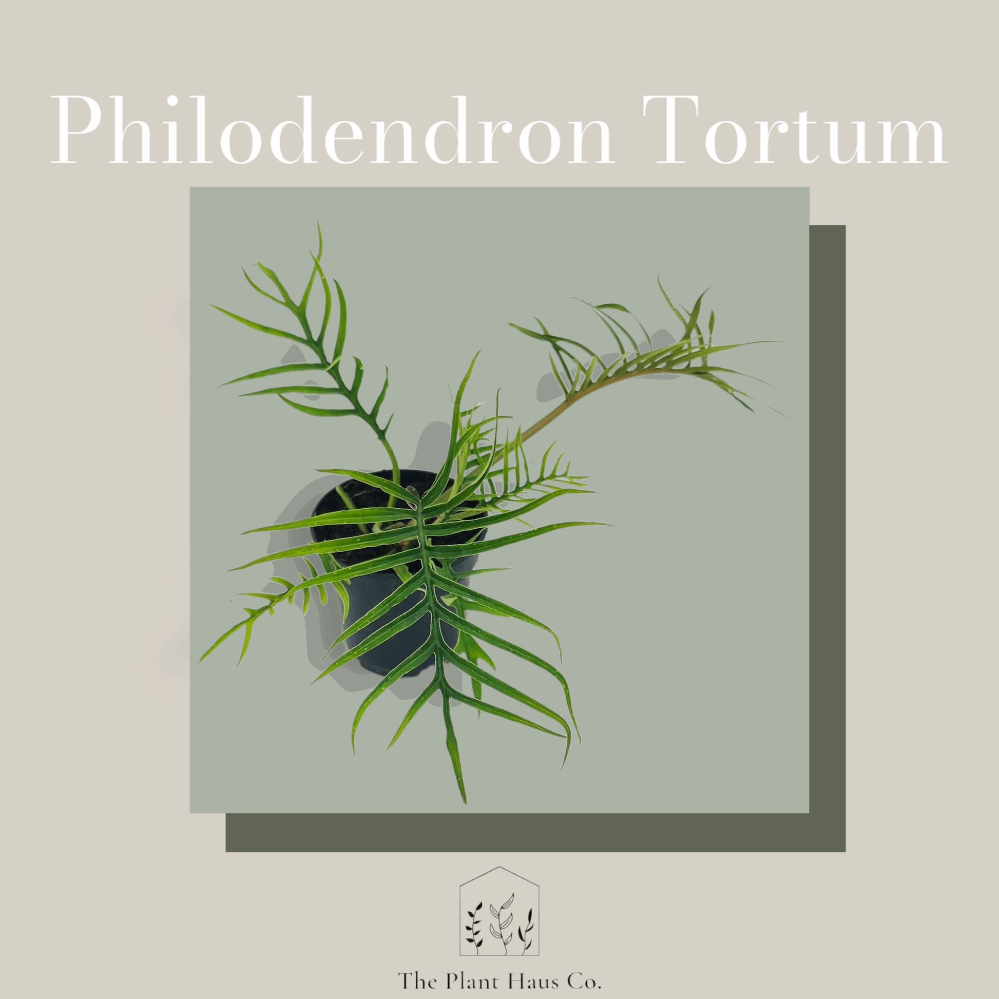 Philodendron Tortum