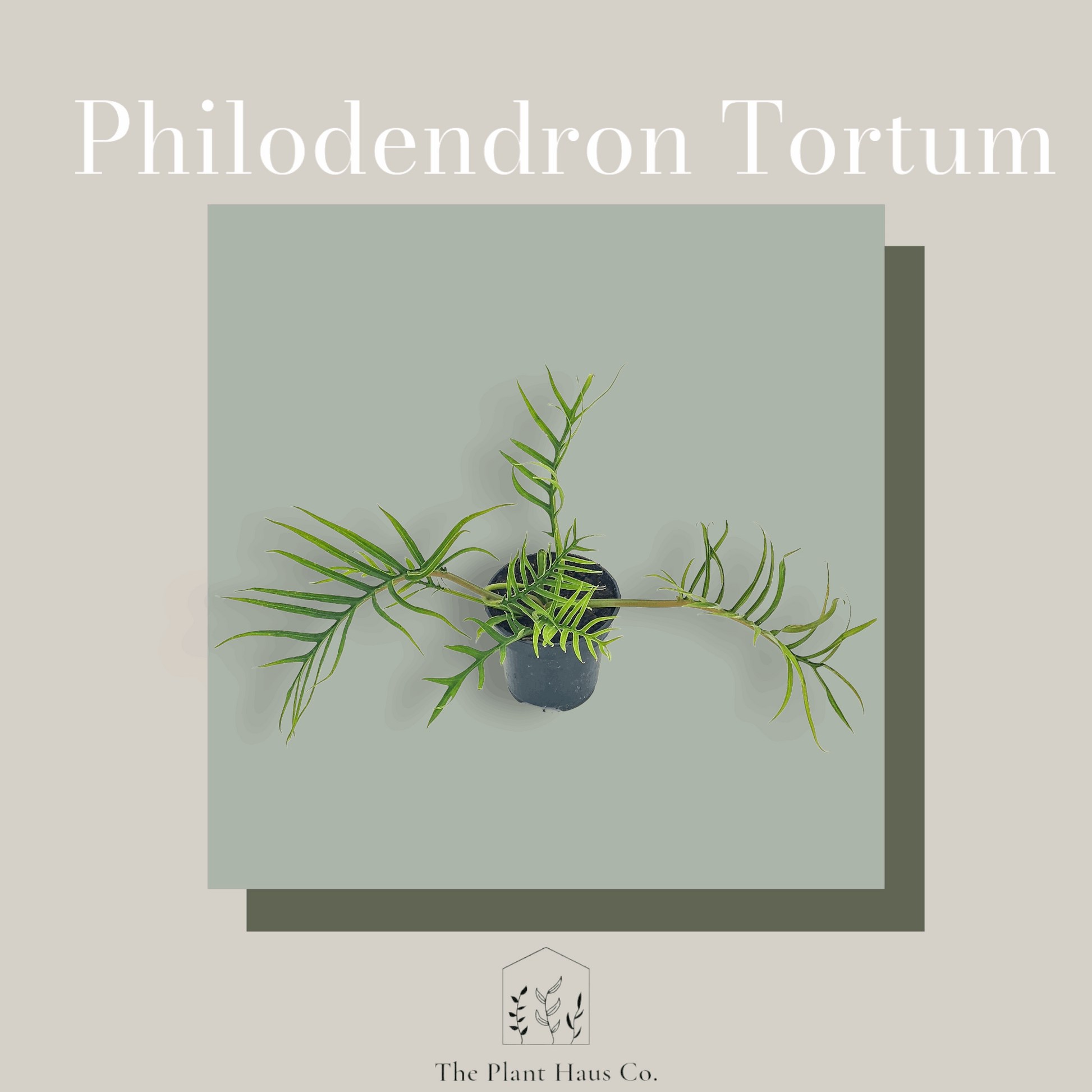 Philodendron Tortum