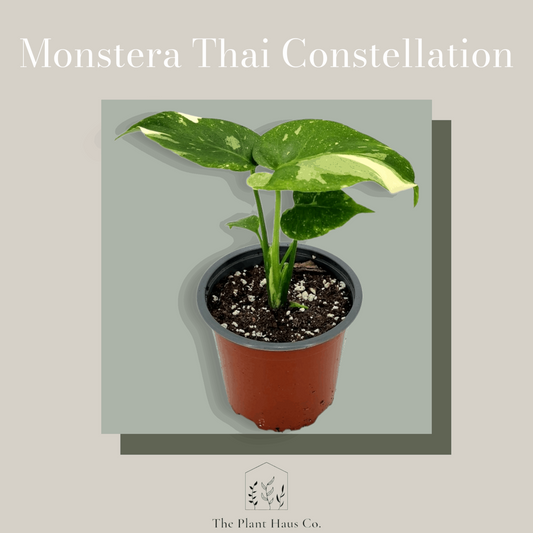 Monstera Thai Constellation