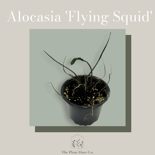 Alocasia Flying Squid