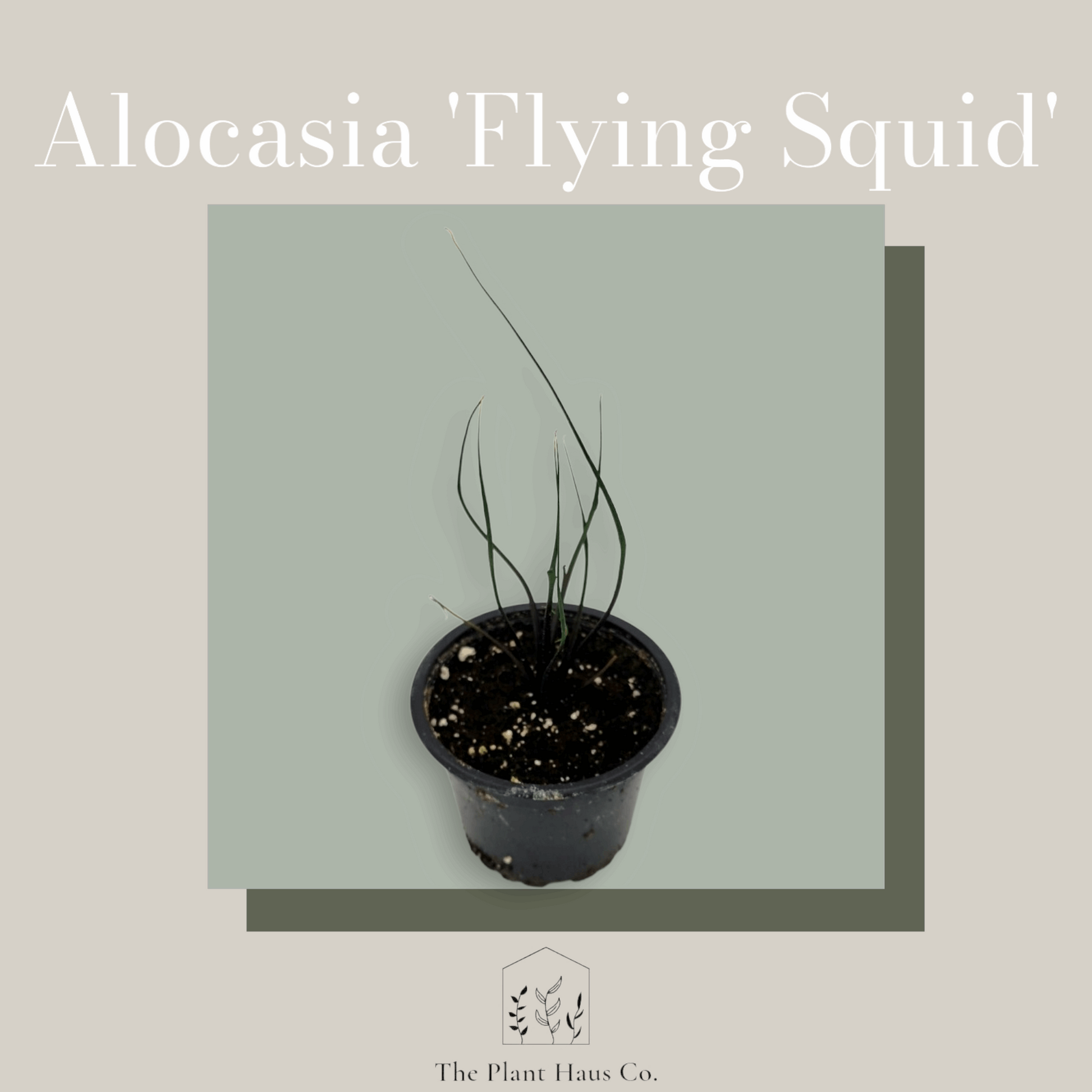 Alocasia Flying Squid