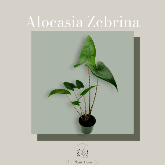 Alocasia Zebrina