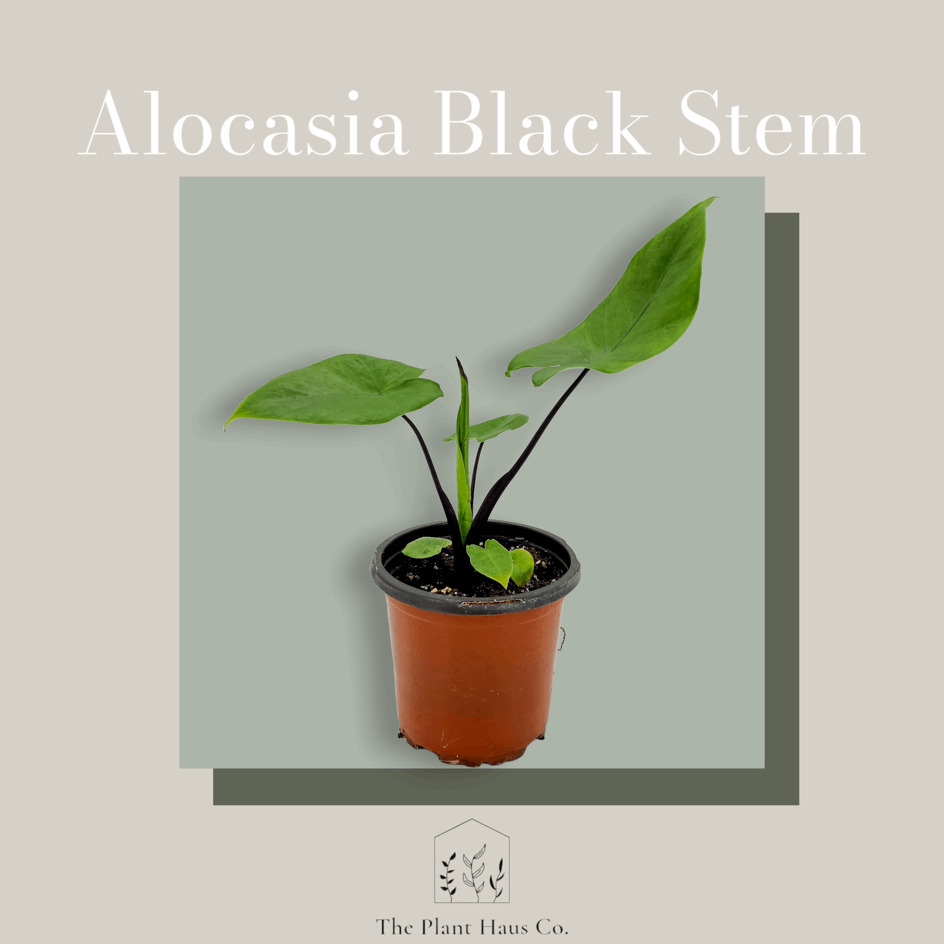 Alocasia Black Stem