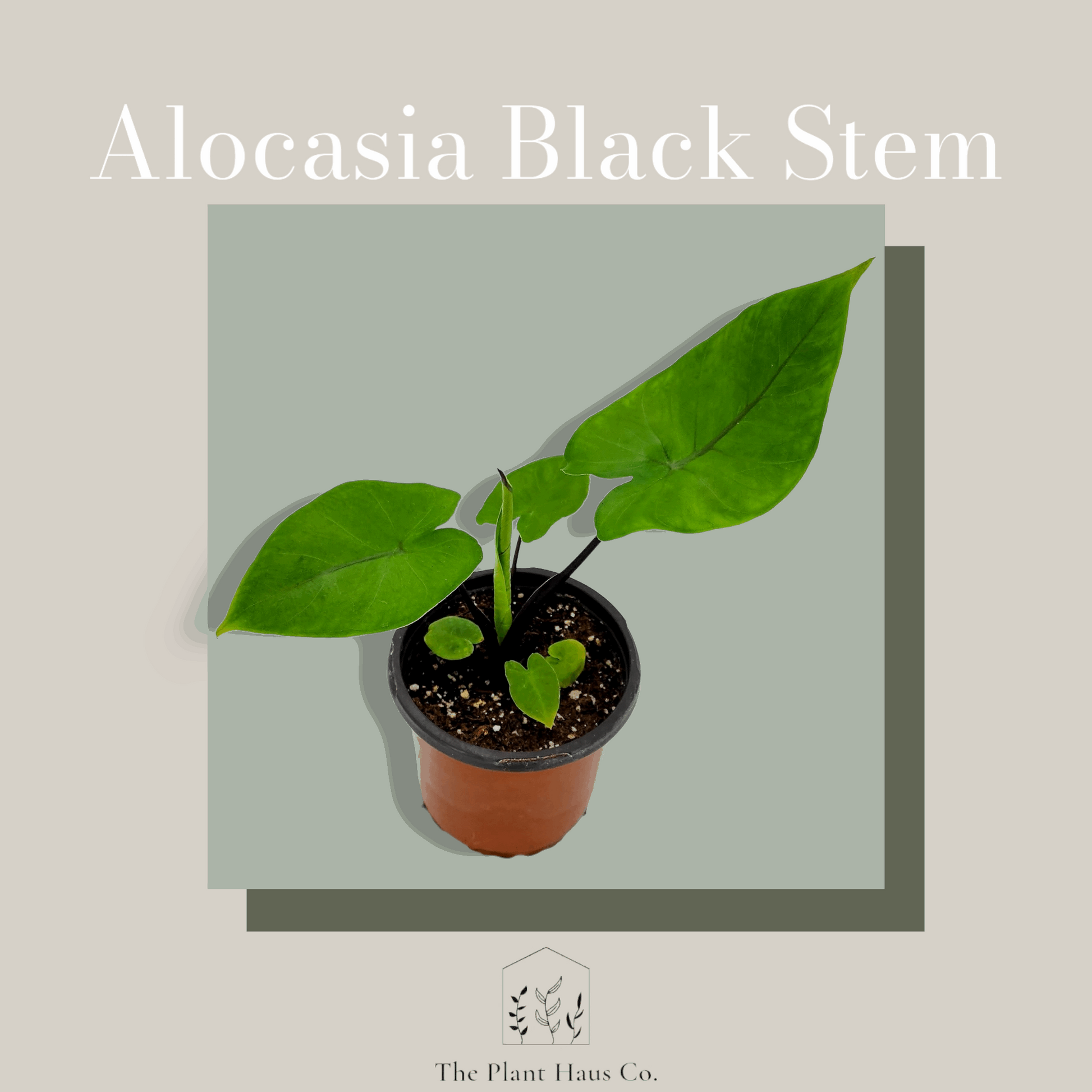 Alocasia Black Stem