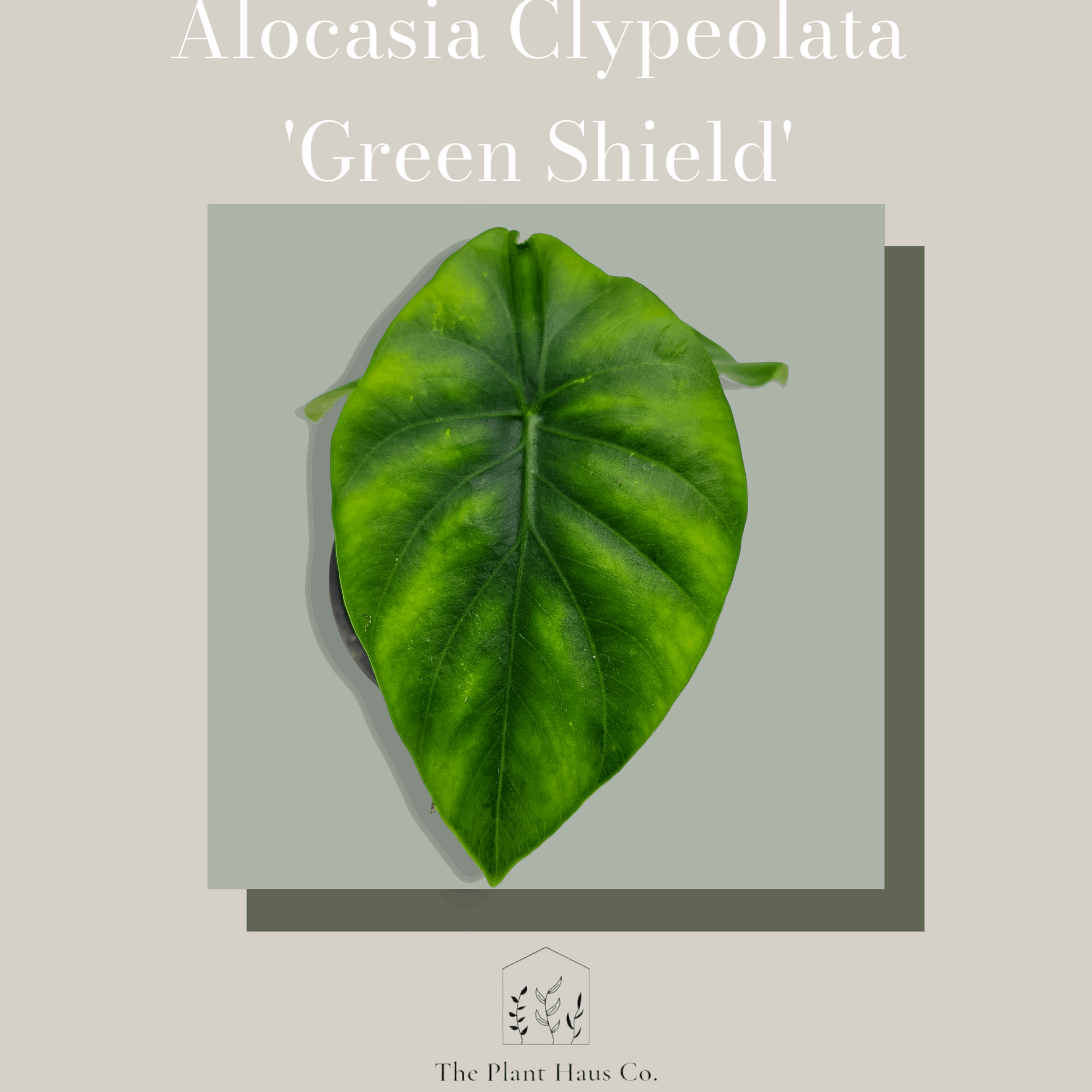 Alocasia Clypeolata 'Green Shield'